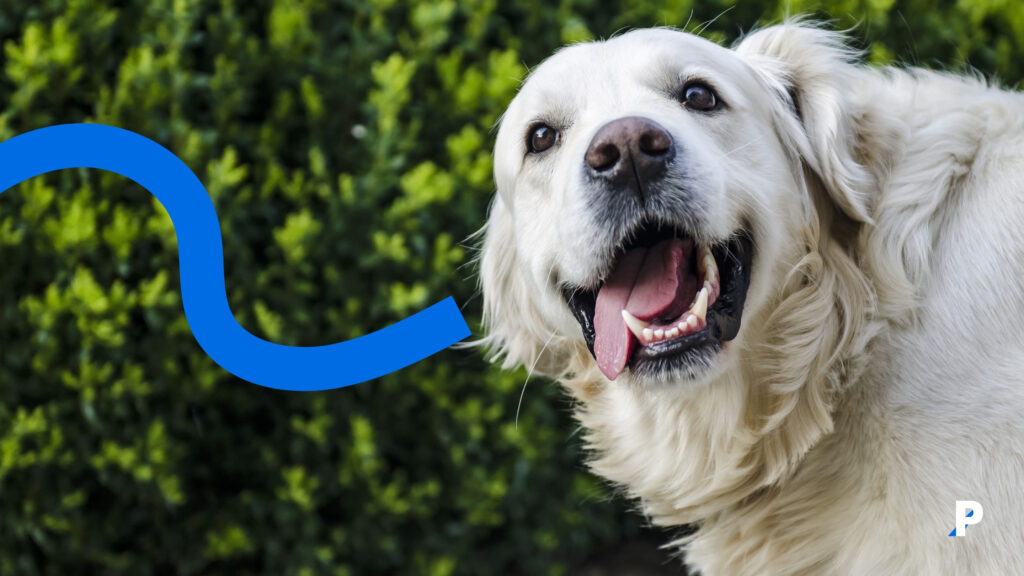 köpekler-kin-tutmaz #pethway #köpekler #evcilhayvanlar #köpekhisleri #köpekduyguları #petotel #petkreş #köpekotel #köpekkreş #petrezervasyon #köpeklerinbilmeniziistediğişeyler #köpekdili köpekleri mutlu etmek çok kolay
