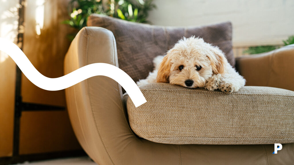 köpekler-kuçaklanmayı-sevmezler #pethway #köpekler #evcilhayvanlar #köpekhisleri #köpekduyguları #petotel #petkreş #köpekotel #köpekkreş #petrezervasyon #köpekbedendili koltukta yatan köpek