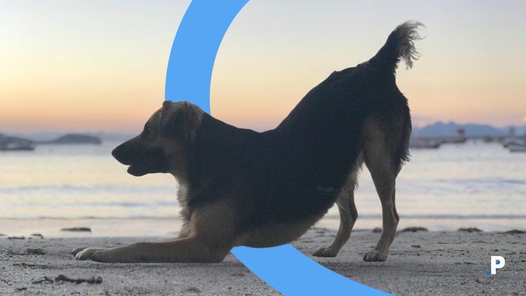 köpekler-ne-zaman-kuyruk-sallar sahilde oyun pozisyonunda kuyruk sallayan köpek-köpekler neden kuyruklarını sallar?