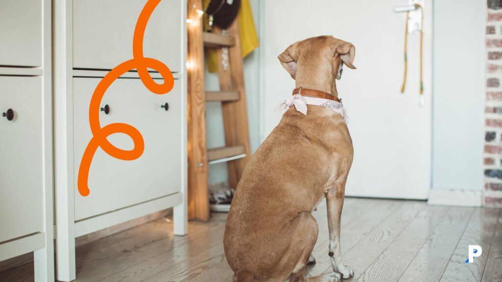 köpekler-sahibi-eve-gelene-kadar-bekler #pethway #köpekler #evcilhayvanlar #köpekhisleri #köpekduyguları #petotel #petkreş #köpekotel #köpekkreş #petrezervasyon #köpeklerinbilmeniziistediğişeyler #köpekbedendili köpekler siz eve gelene kadar bekler