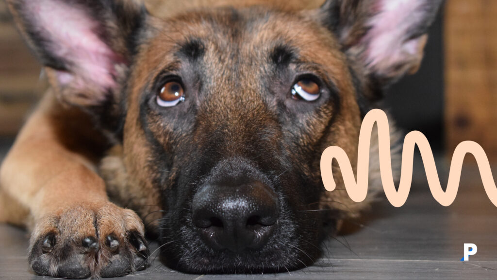 köpekler-ses-tonumuzdan-herşeyi-anlayabilir #pethway #köpekler #evcilhayvanlar #köpekhisleri #köpekduyguları #petotel #petkreş #köpekotel #köpekkreş #petrezervasyon #köpekbedendili köpekler sanılanın aksine beden dilinizi okuyabilir