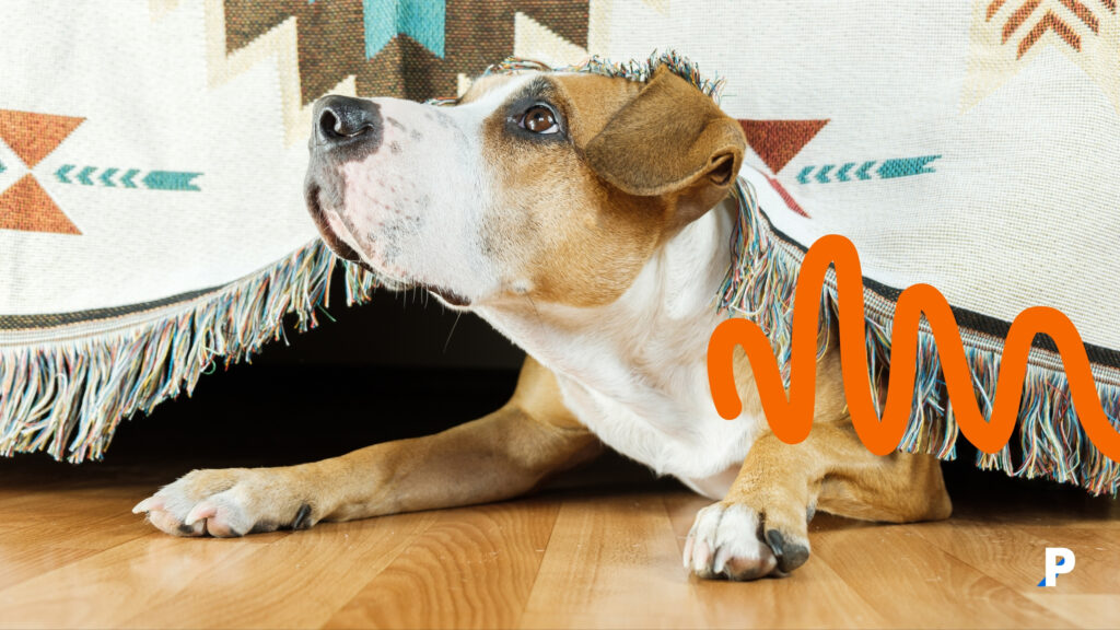 köpeklerde-anksiyete-belirtileri-nelerdir köpek kaygı sorunu yaşıyor