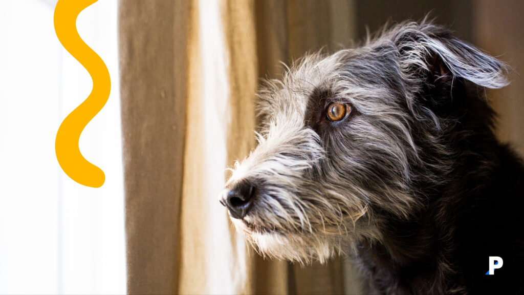 köpeklerde-anksiyete-sebepleri köpeklerde stres belirtilerini gösteren köpek