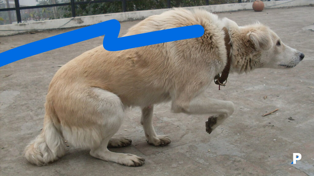 beden dili ile iletişime geçen bir köpek