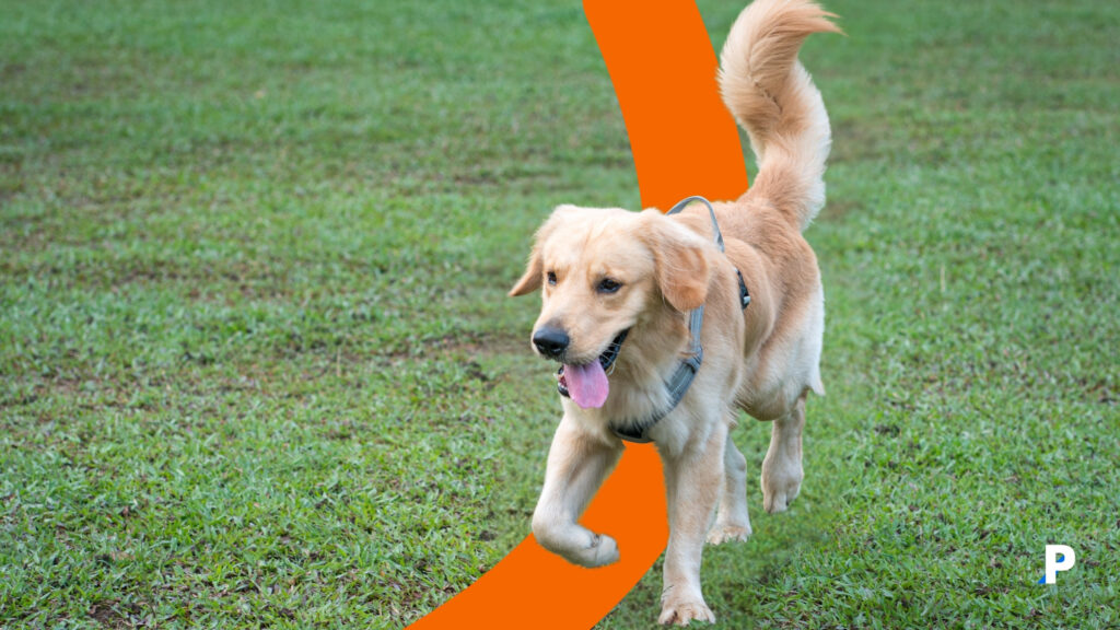 köpeklerde kuyruk sallamak ne demek kuyruğunu sallayan mutlu golden retriever çimenlikte yürüyor-köpekler neden kuyruklarını sallar?