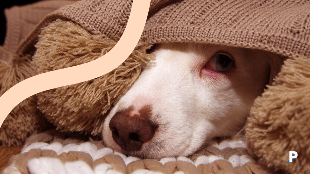 köpeklerde-stres-belirtileri-nelerdir kaygı sorunu gösteren köpek