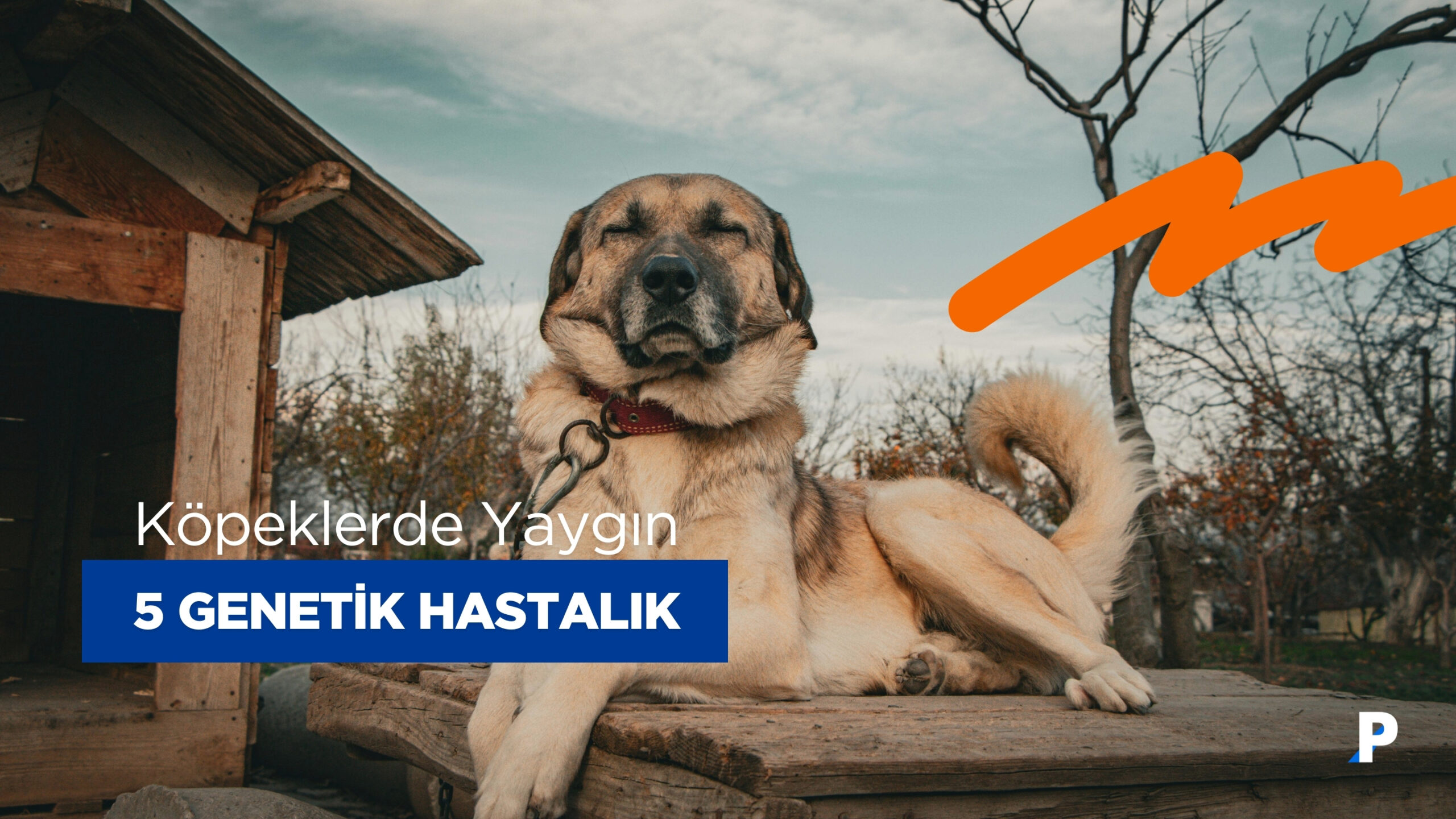 Köpeklerde Yaygın 5 Genetik Hastalık