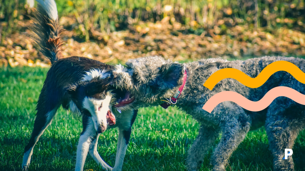 saldırganlaşan iki köpek köpeklerde saldırganlık