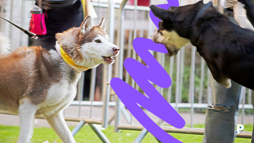 saldırganlaşan iki köpek (2) köpeklerde saldırganlık