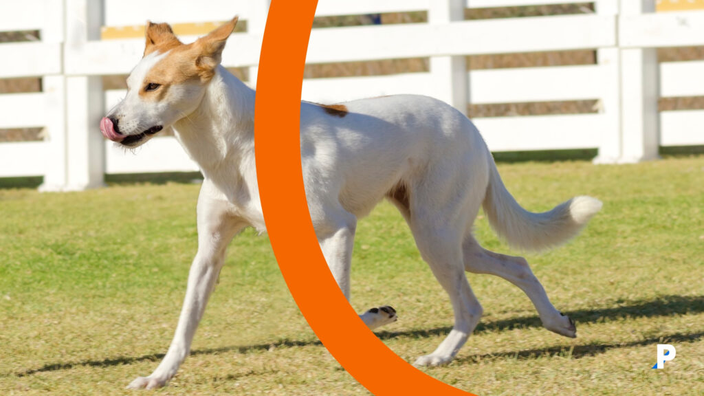 beden dili stresli olduğunu gösteren köpek