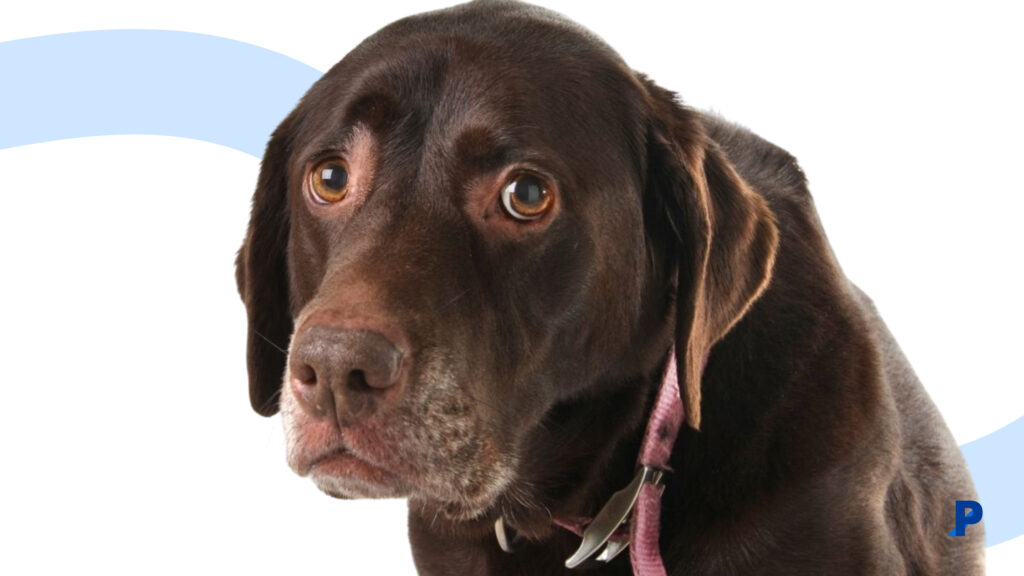beden dili kaygılı olduğunu gösteren köpek