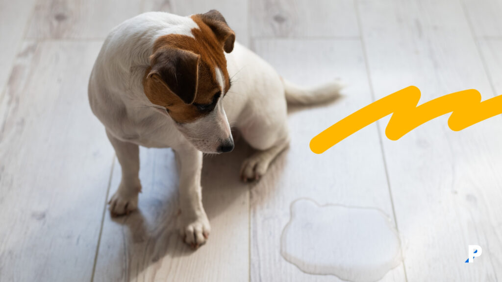 tuvalet-kazalarının-yaşanması-köpeklerde-stres-belirtileri köpek kaygı sorunu yaşadığında idrar kaçırabilir