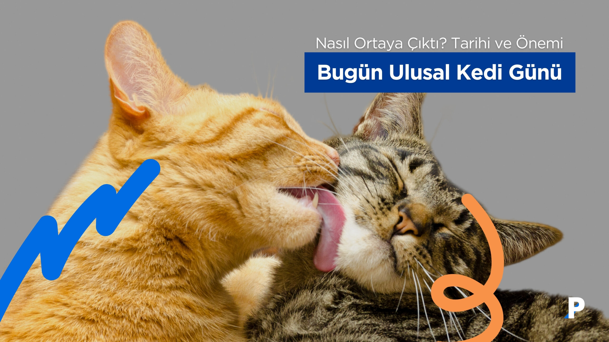 Ulusal Kedi Günü Nasıl Ortaya Çıktı? Tarihi ve Önemi Nedir?