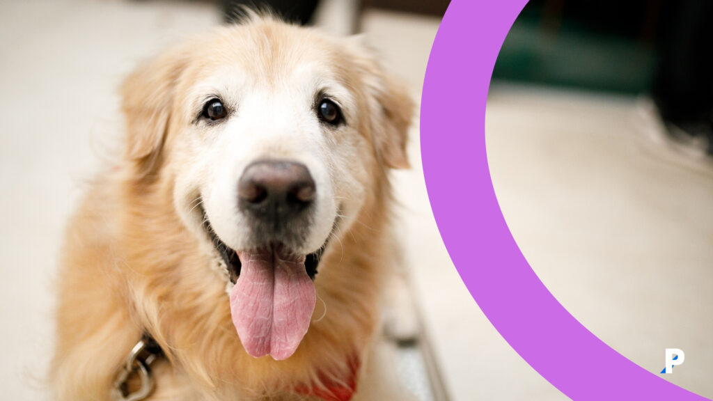 yaşlı bir köpek köpeklerde demans nasıl ortaya çıkar?