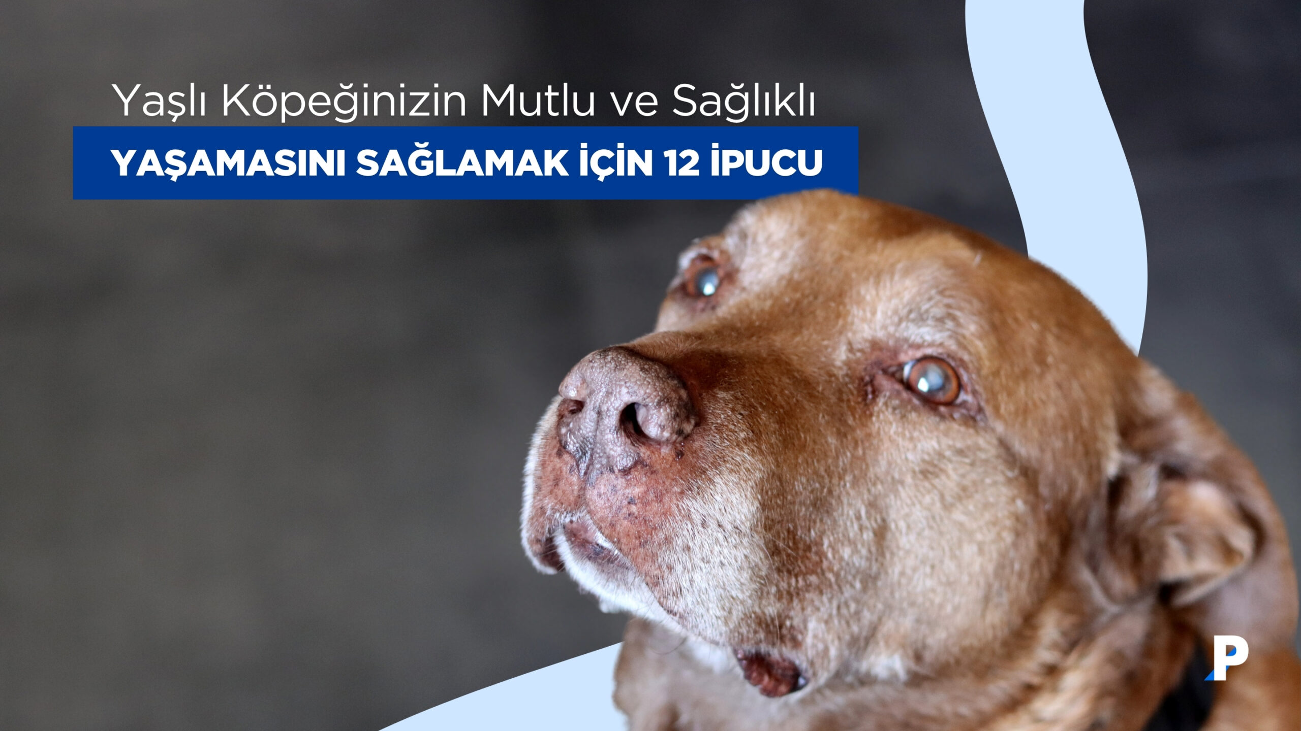 Yaşlı Köpeklerin Mutlu, Sağlıklı ve En İyi Hayatı Yaşamasını Sağlamak İçin 12 İpucu