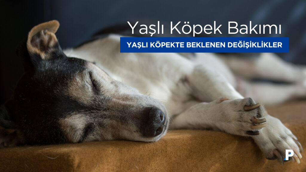 Yaşlı Köpek Bakımı : Yaşlı Bir Köpekte Olması Beklenen Değişiklikler 3 Yaşlı Köpek Bakımı : Yaşlı Bir Köpekte Olması Beklenen Değişiklikler