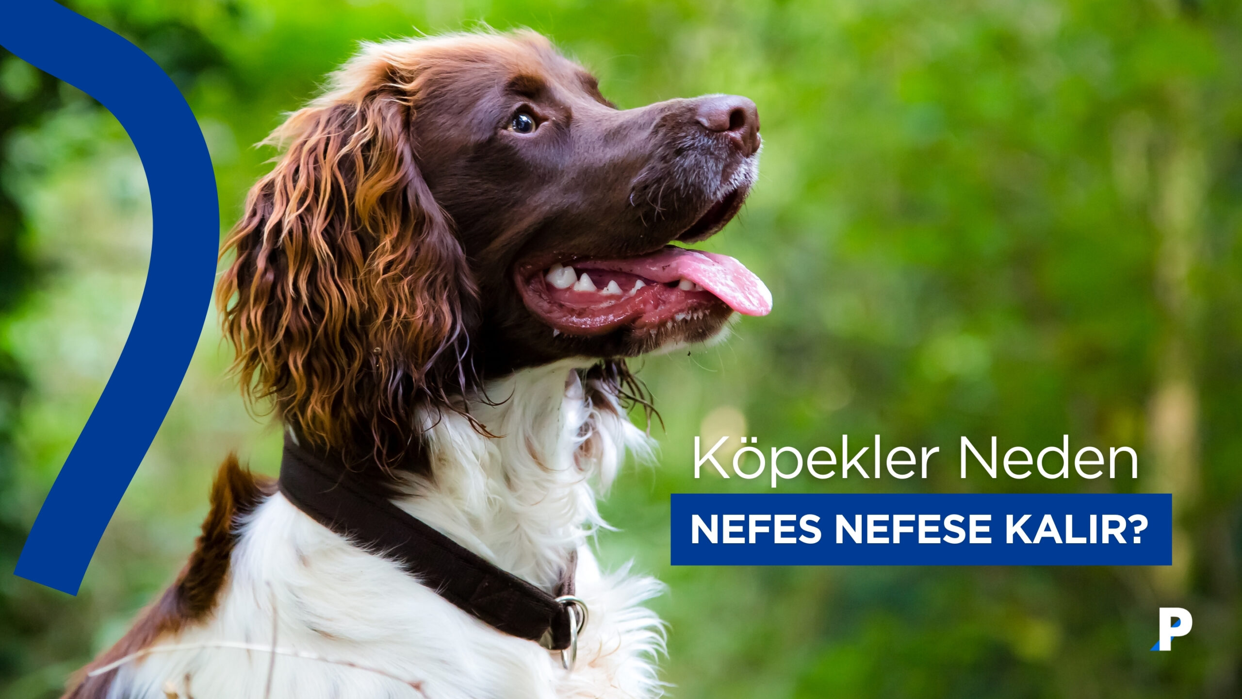 Köpeklerde Nefes Nefese Kalma | Nedenleri ve Belirtileri