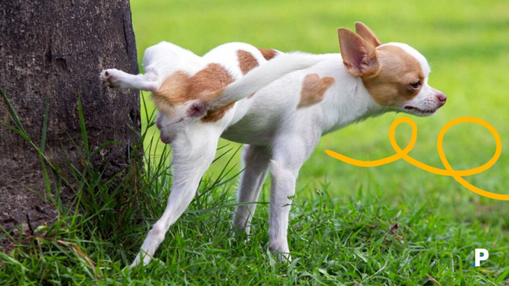 ağaca işaretleme yapan köpek chihuahua köpek işaretleme davranışı