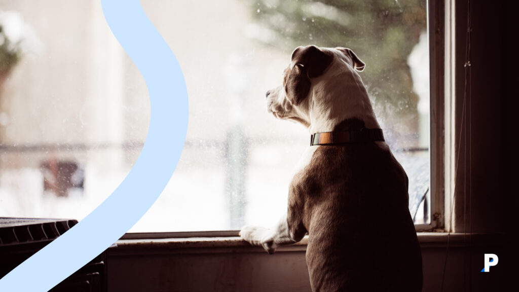 ayrılık kaygısı yaşayan bir köpek evcil hayvanlarda stres - köpeklerde stres nasıl görünür?
