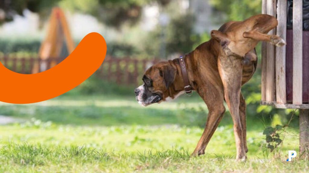 çitlere işaretleme yapan köpek boxer köpek işaretleme davranışı