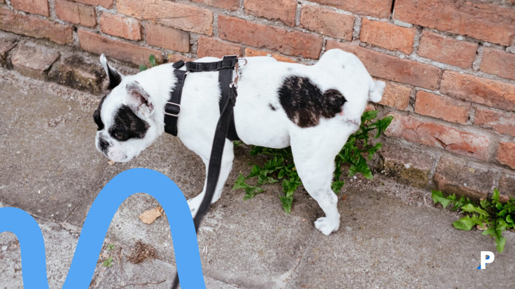 duvara işaretleme yapan köpek french bulldog köpek işaretleme davranışı