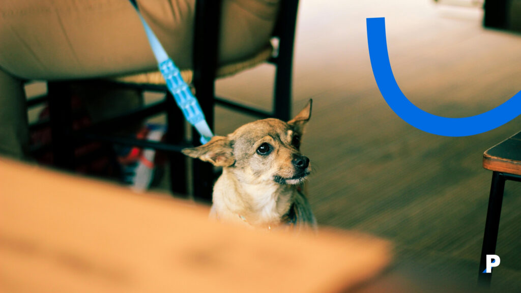 köpeklerde titreme endişeli olduklarında ortaya çıkabilir