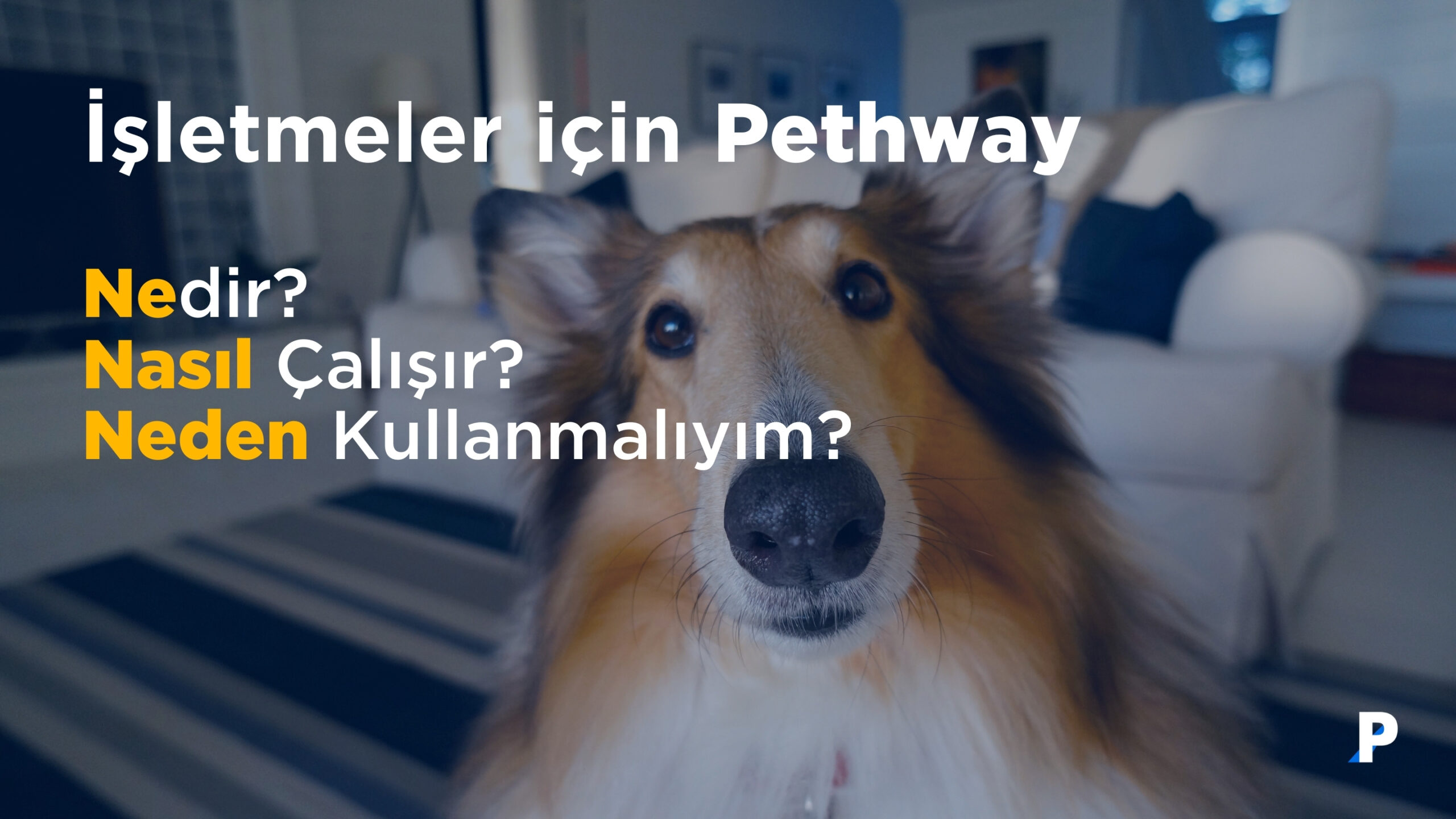 İşletmeler için Pethway | Nedir, Nasıl Çalışır, Neden Kullanmalıyım?