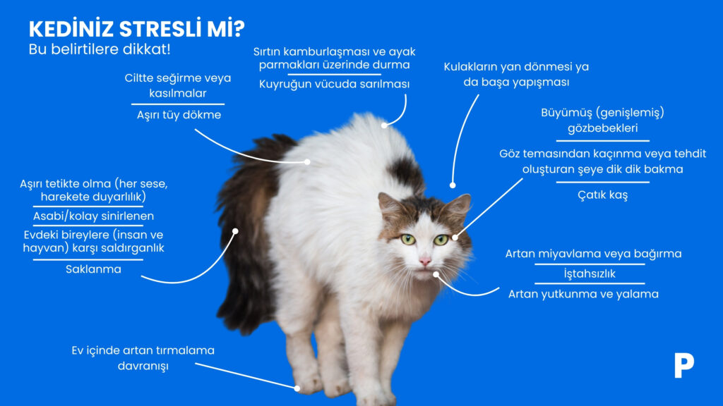 kediniz stresli mi bu belirtilere dikkat edin evcil hayvanlarda stres - kedilerde stres nasıl görünür?