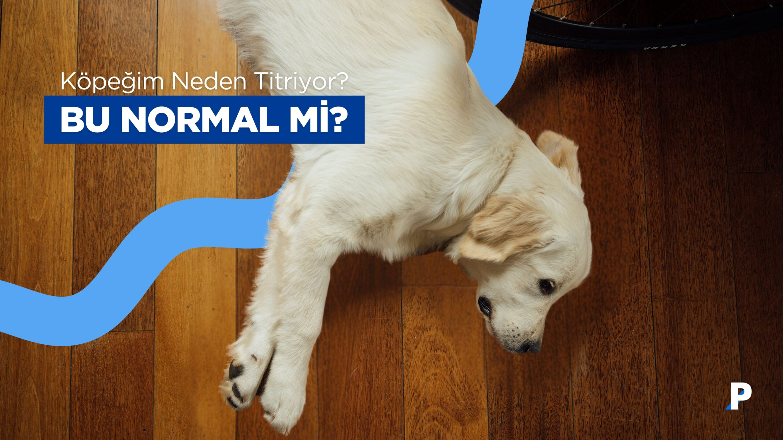 Köpeğim Neden Titriyor? Bu Normal mi?