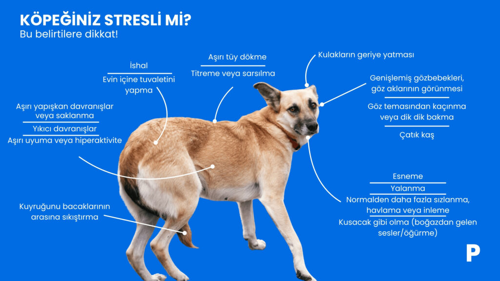 köpeğiniz stresli mi bu belirtilere dikkat edin evcil hayvanlarda stres - köpeklerde stres nasıl görünür?