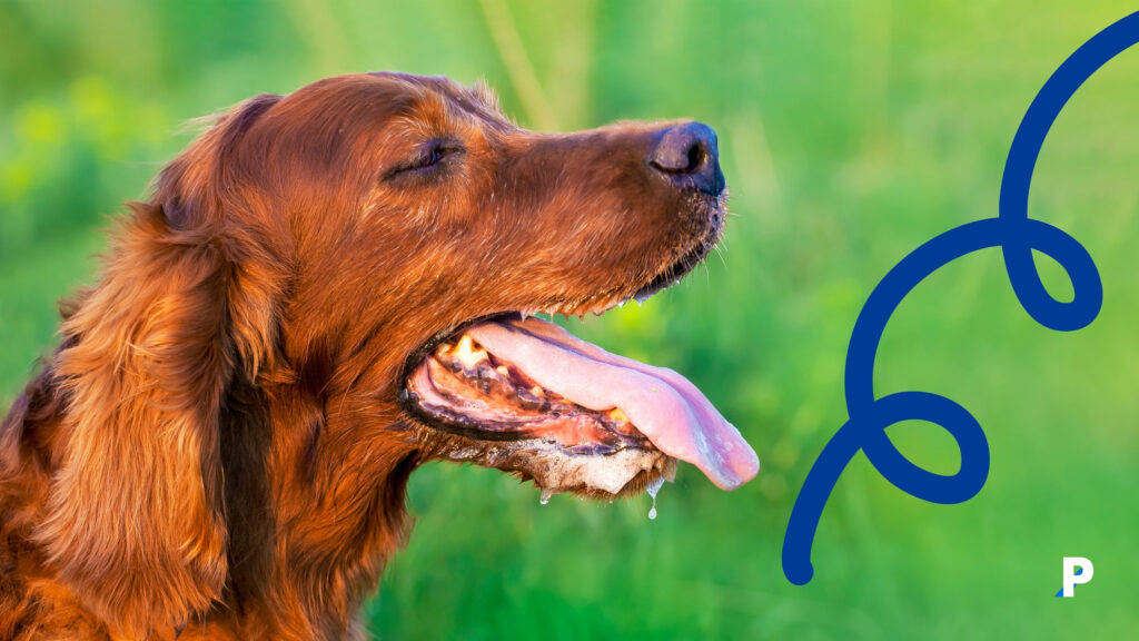 Nefes nefese kalmış bir köpek