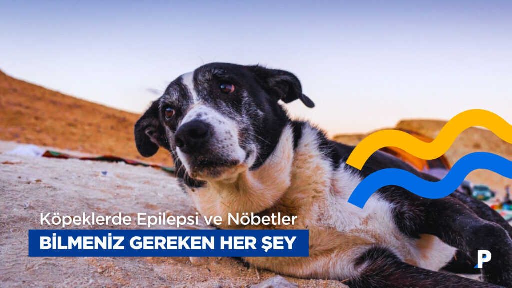 Köpeklerde Epilepsi ve Nöbetler | Bilmeniz Gereken Her Şey 3 Köpeklerde Epilepsi ve Nöbetler | Bilmeniz Gereken Her Şey
