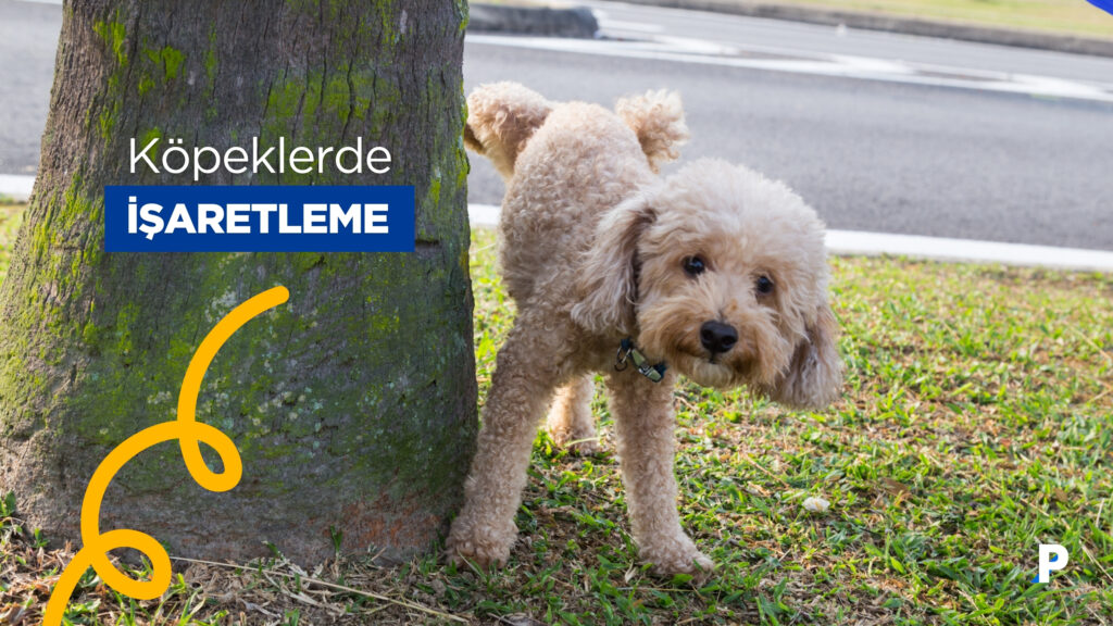 Köpeklerde İşaretleme Davranışı 2 köpek işaretleme davranışlarının nedenleri nelerdir?