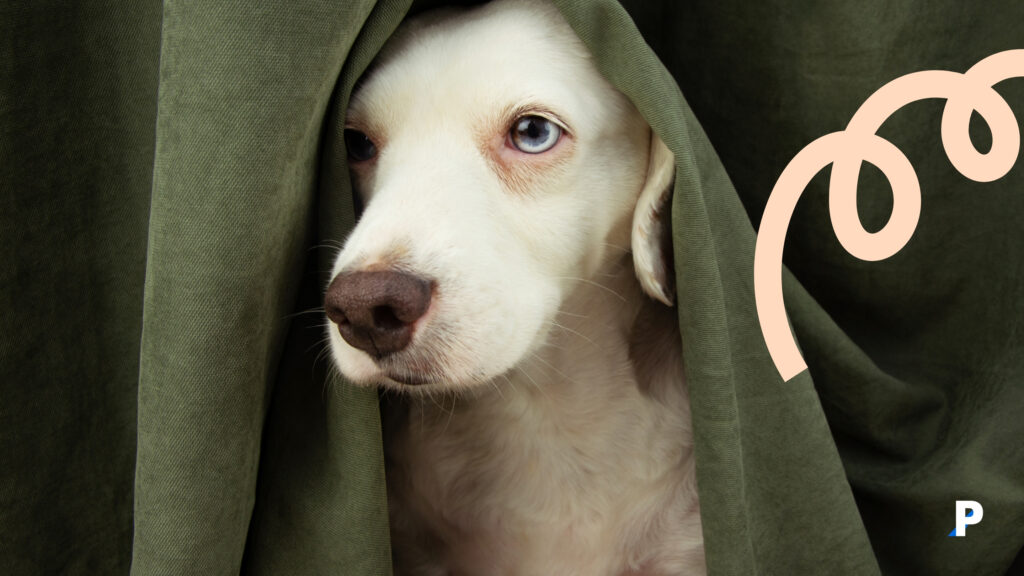 korkmuş bir köpek evcil hayvanlarda stres - köpeklerde stres nasıl görünür?