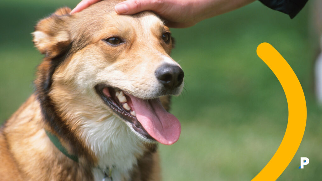 köpeklerde nefes nefese kalmak mutlu olmanın bir yoludur