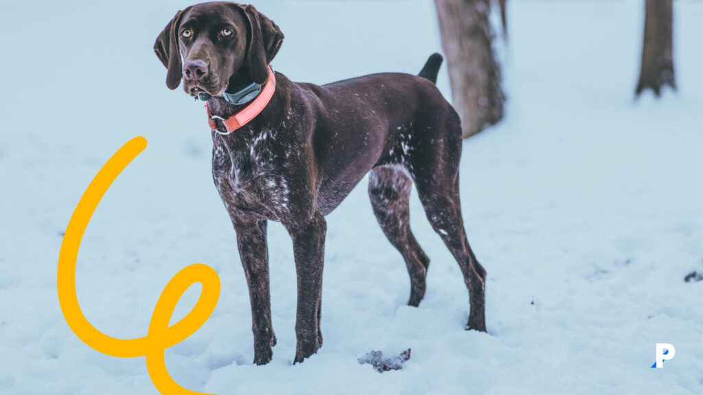 köpeklerde titreme soğuk havalarda ortaya çıkabilir