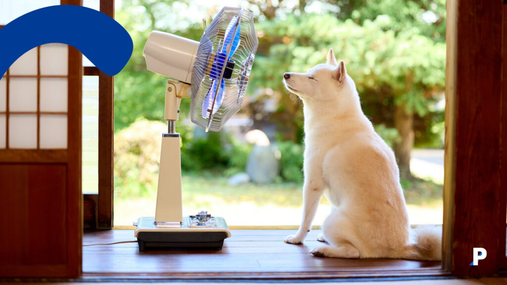 sıcak havada vantilatör önünde serinleyen köpek