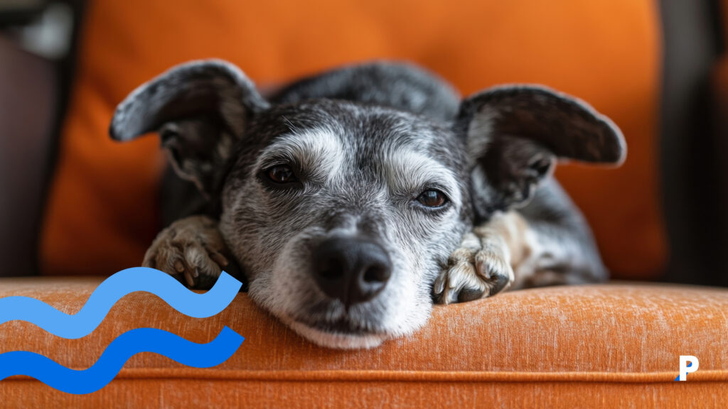 yaşlanan köpeklerde kaygı artabilir evcil hayvanlarda stres - köpeklerde stres nasıl görünür?