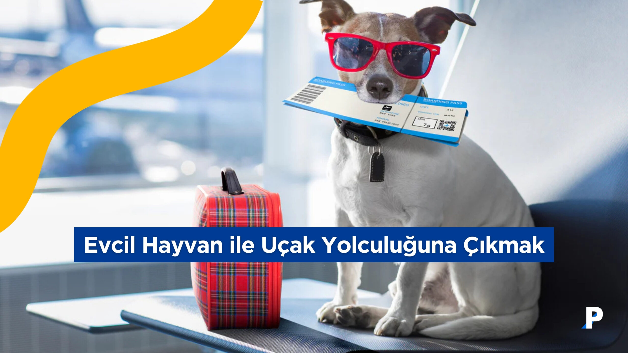 Evcil Hayvanla Uçak Yolculuğu Yapmak