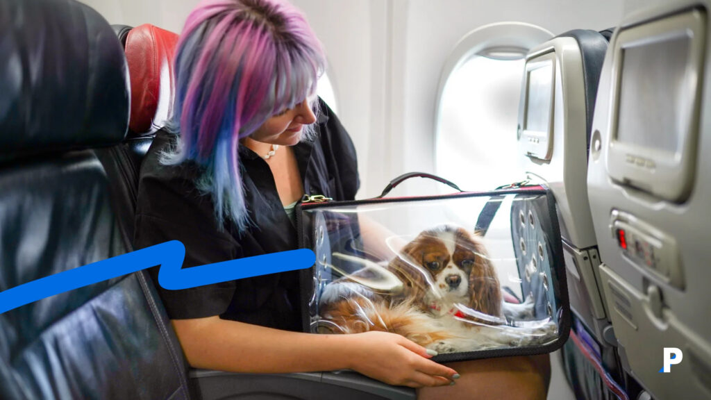 evcil hayvanla uçak yolculuğu yapan kadın