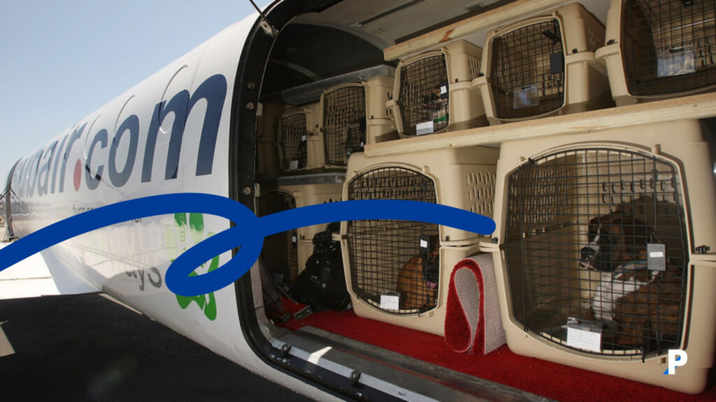 evcil hayvanla uçak yolculuğu sırasında kargo bölümünün kullanılması