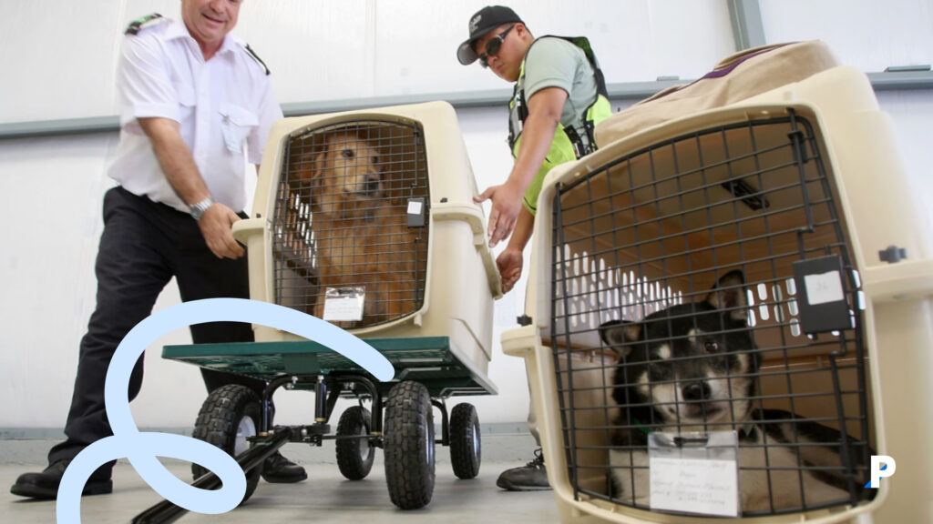 Uçuşa uygun evcil hayvan taşıma çantası