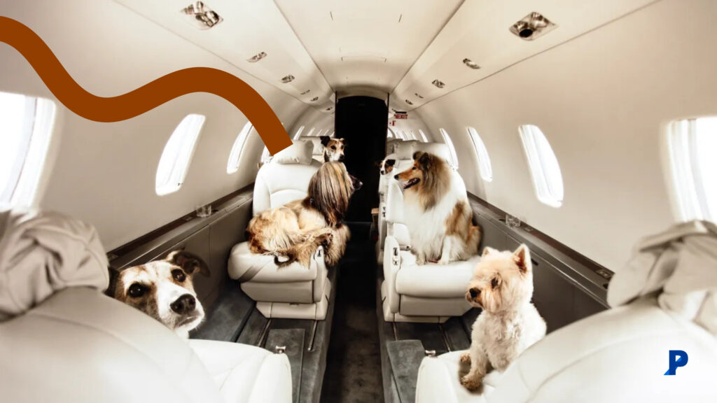 uçak içerisinde havalanmayı bekleyen köpekler