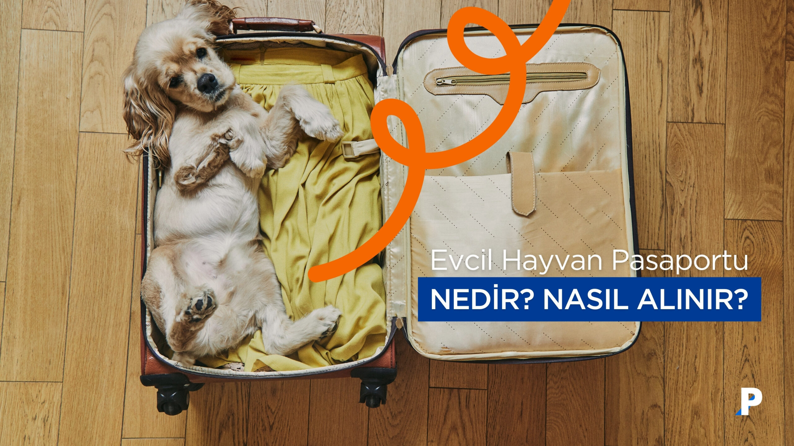 Evcil Hayvan (Pet) Pasaportu Nedir? Nasıl Alınır?