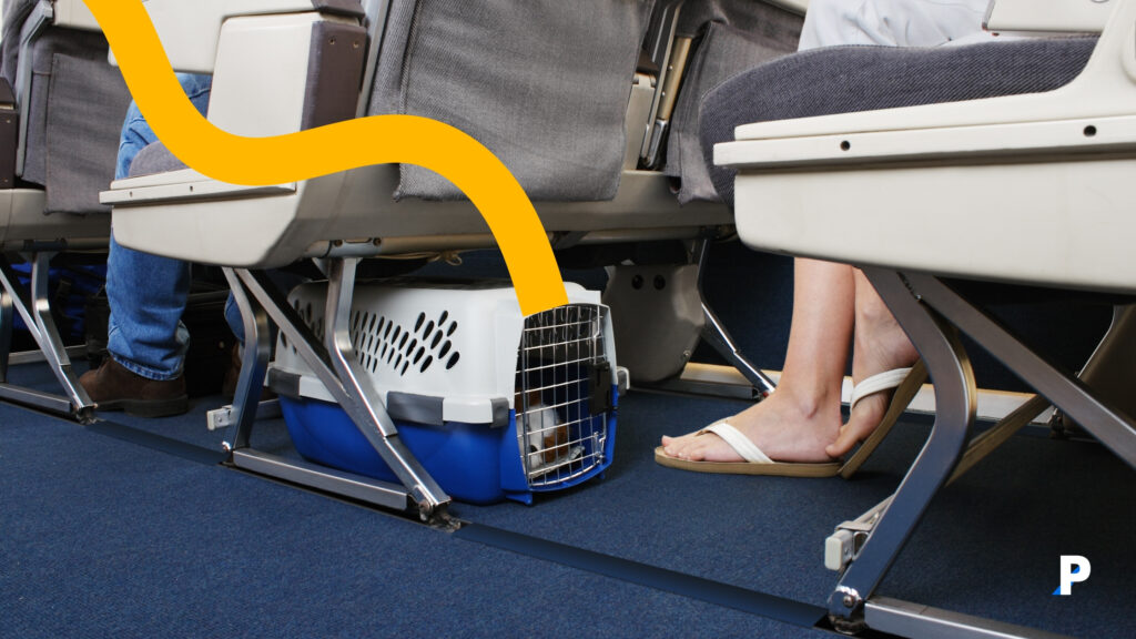 evcil hayvan pasaportu ile uçakta seyahat eden kedi