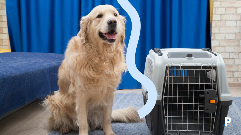 evcil hayvan pasaportuna sahip köpek