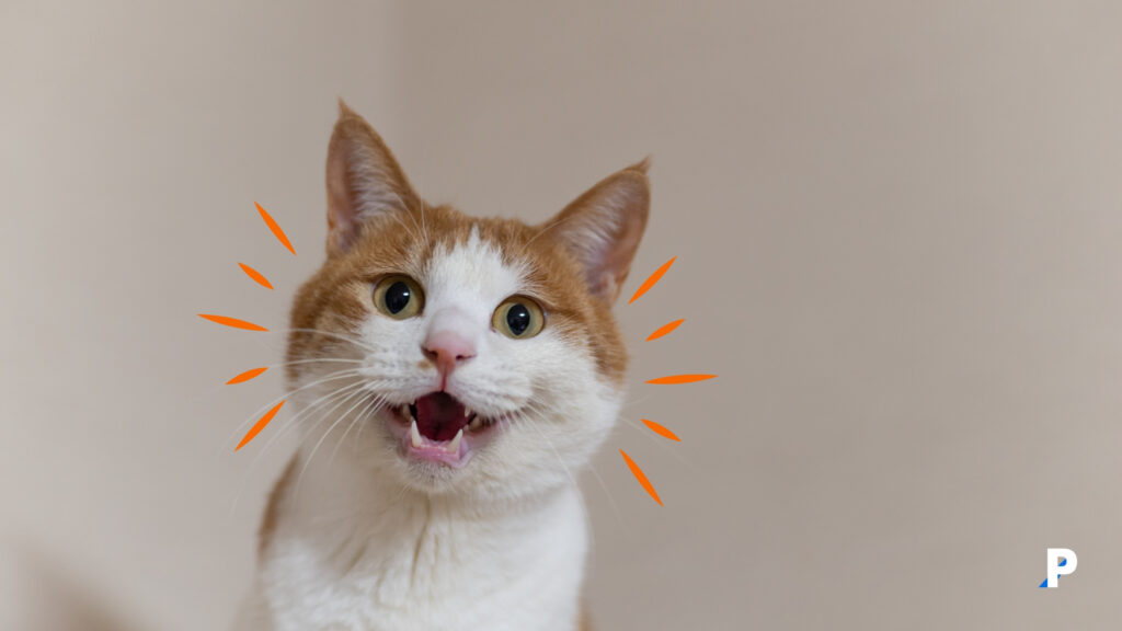 sahibi ile konuşan kedi