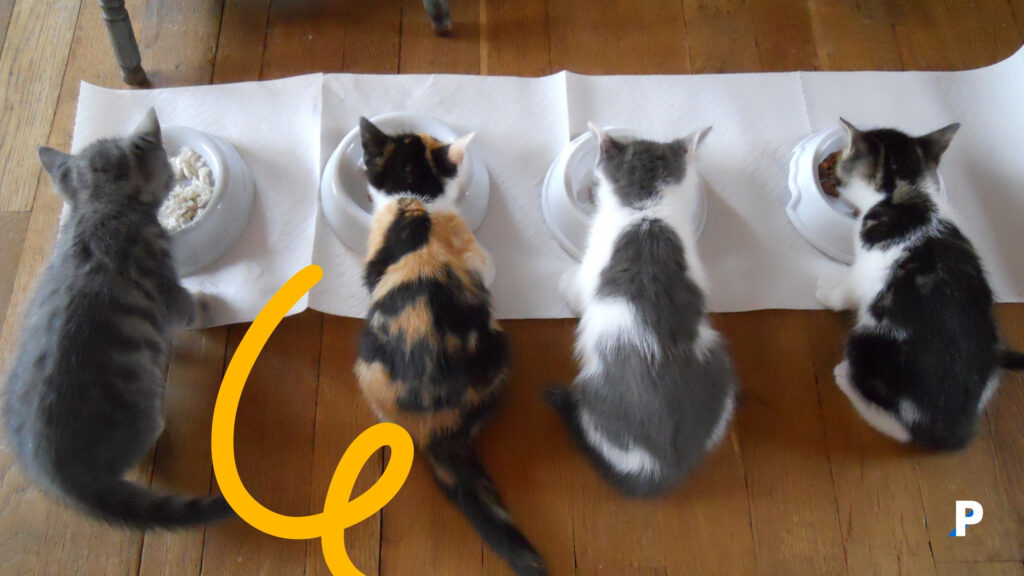 kedilere ev yemeği verilirken