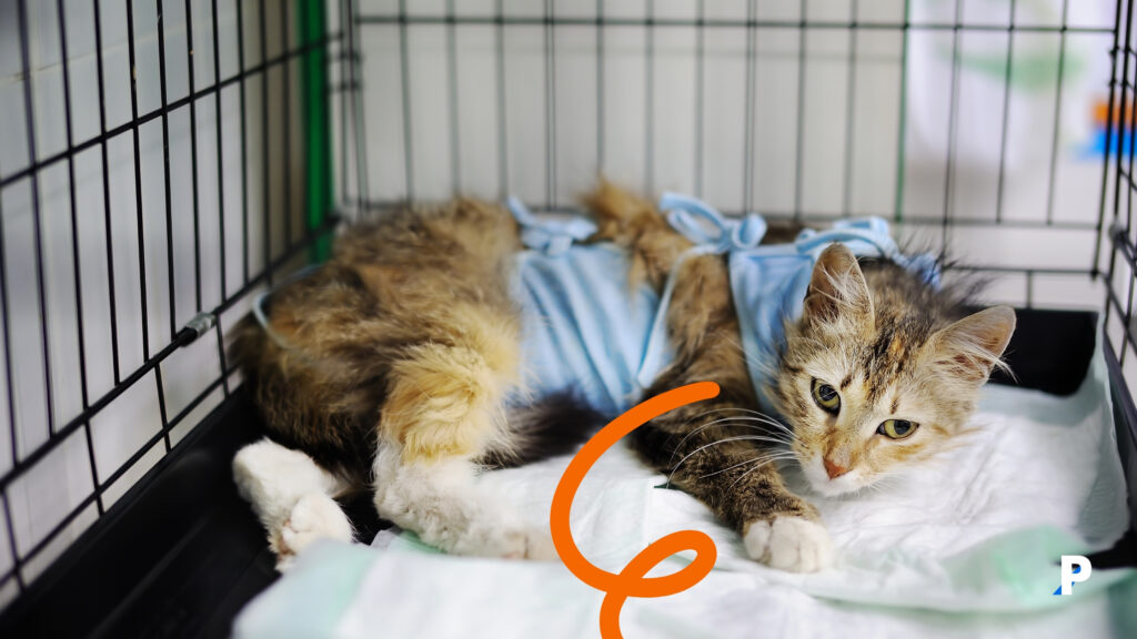 kedi-hastalıkları #pethway #kedihastalıkları #kedilerdehastalıkbelirtileri #kedigribi #kedilösemisi #kedilerdeidraryoluenfeksiyonu #obezkedi #kedilerdediyabet #kediotelleri #kedikreşleri tedavi gören halsiz yavru kedi