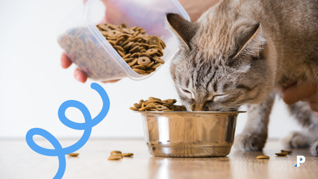 kuru mama ile beslenen kedi